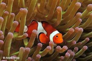 "Nemo alone at home?"
Nabucco Nunukan, Indonesia by Andre Philip 